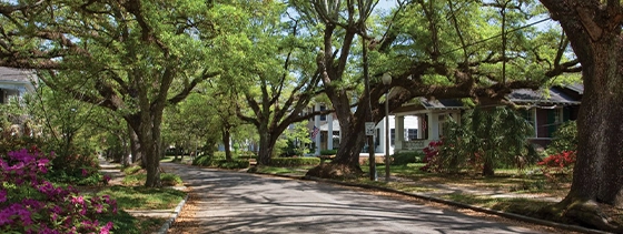 oak trees on quaint neighborhood street